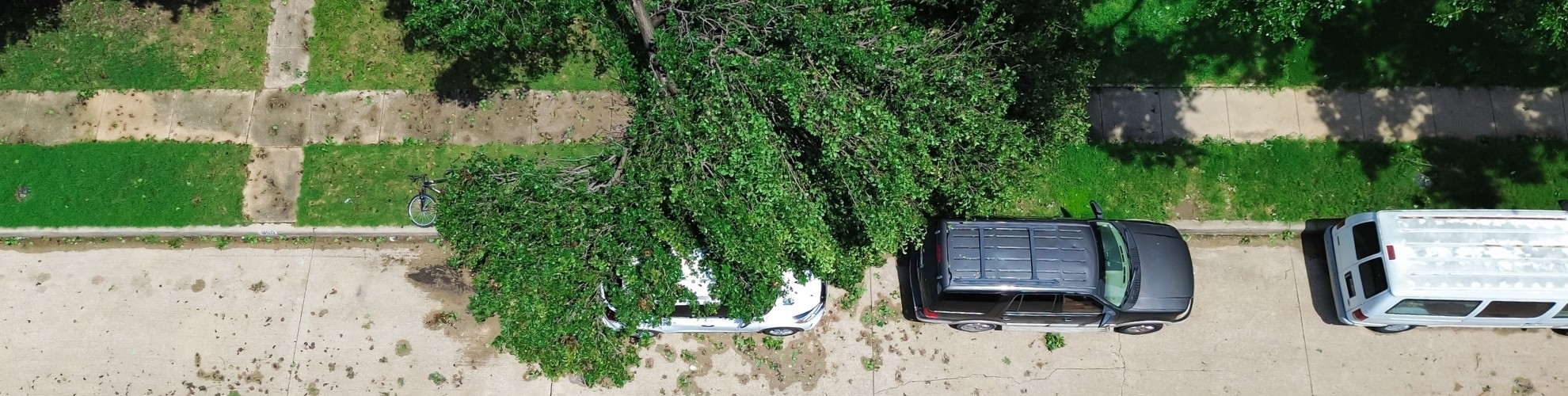 A tree that has fallen on the road and sidewalk in Duxbury, MA.