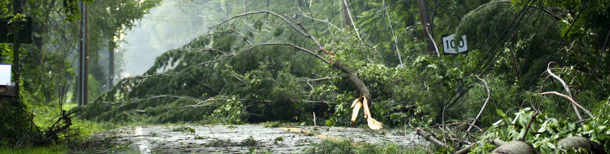 Storm damage aftermath showing fallen trees blocking the road with downed power lines, demonstrating the emergency situations that hurricane and nor'easter-damaged trees can create on the South Shore.