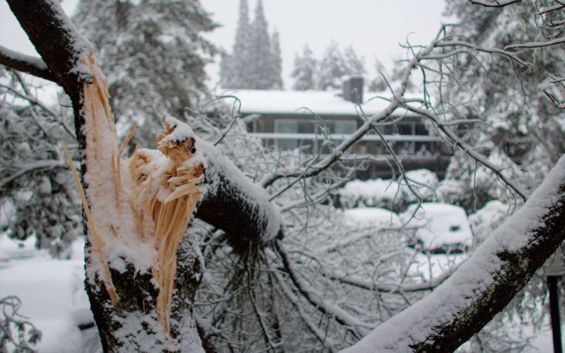 Heavy snow weight has lead to tree failure that regular maintenance like pruning could have helped avoid.