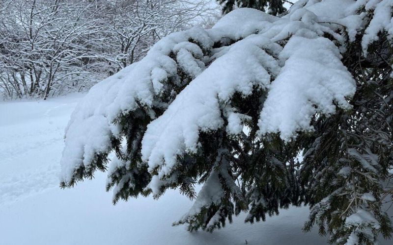 An evergreen branch covered in snow with the green needles visible on the underside.