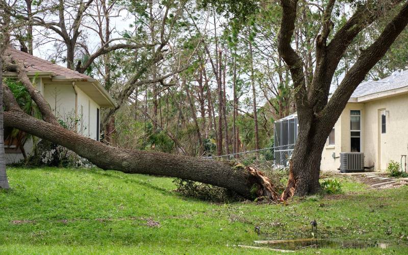 A large tree has fallen in a grassy suburban yard with houses in the background.