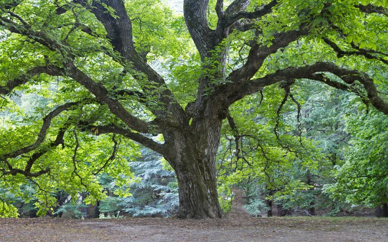 a large beech tree in spring in MA