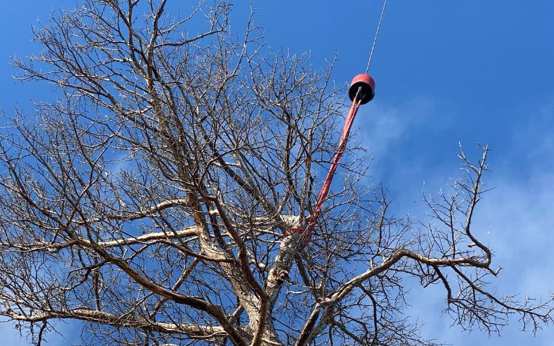 A member of the Top Notch Tree team in a tree performing winter tree removal with the help of a crane.