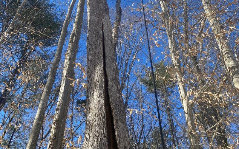 A tree with a large crack in the trunk.