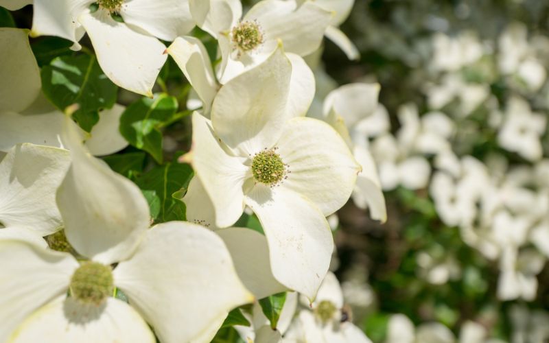 Flowering Dogwood in bloom during spring in Scituate, MA.