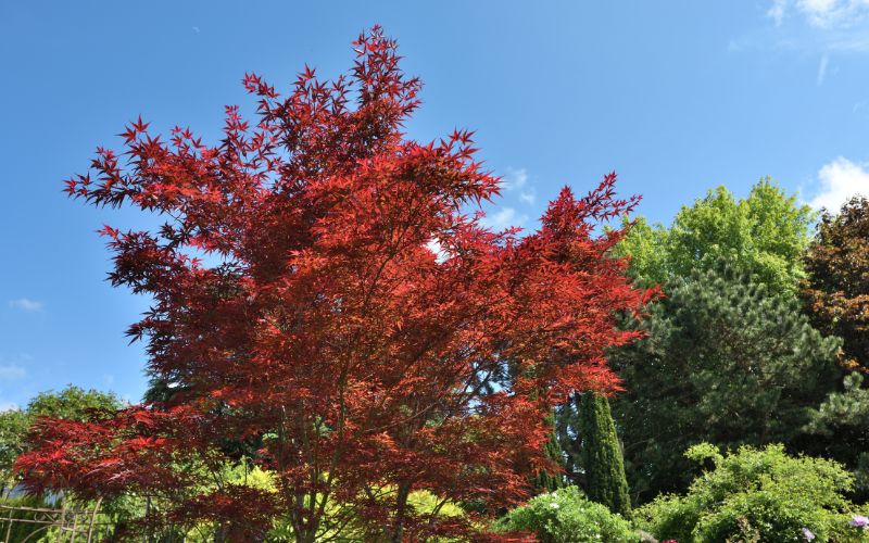 Japanese Maple with colorful leaves in fall in Hanover, MA.
