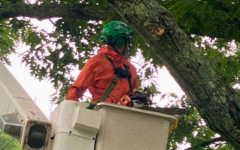 An arborist from Top Notch Tree in a bucket truck examining a tree to plan out the next cut in Pembroke, MA.