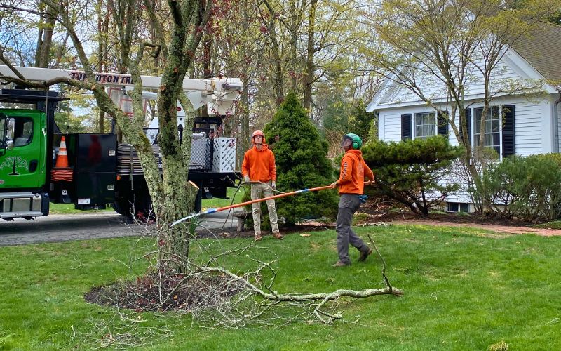 Two members of the Top Notch Tree pruning a tree from the ground in Scituate, MA.