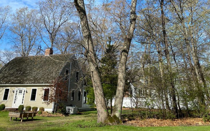 A leaning tree in a yard in Duxbury, MA.