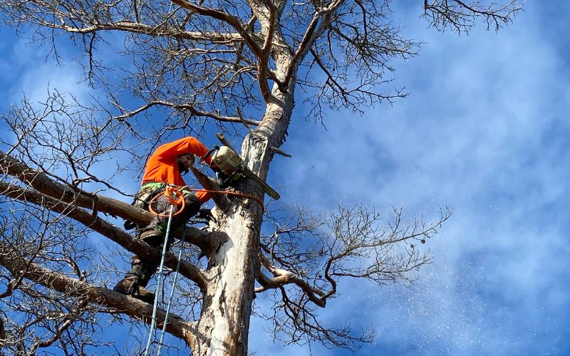 A climber from Top Notch Tree working to remove a hazardous tree with the help of a tree removal crane in Norwell, MA.