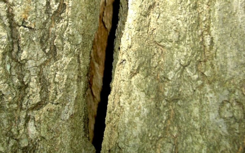 A tree with an extensive crack in it.