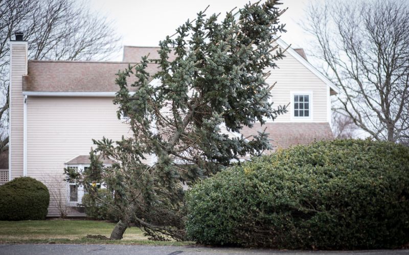 A leaning tree after a Nor’easter in Scituate, MA.