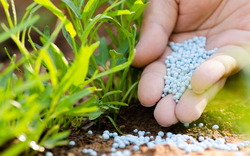 Close-up of granular fertilizer being applied by hand around plants during fall fertilization in a coastal area of Massachusetts.