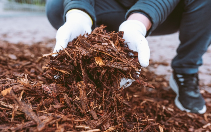 Hands holding quality wood chip mulch used for fall tree care and winter protection around South Shore, Massachusetts, trees.