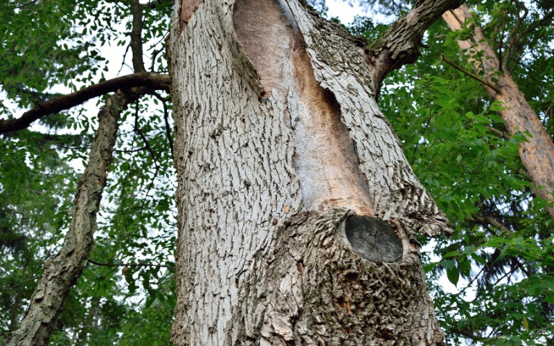 A close-up of severely damaged ash tree bark showing peeling and structural damage that could indicate an EAB infestation, combined with storm stress.