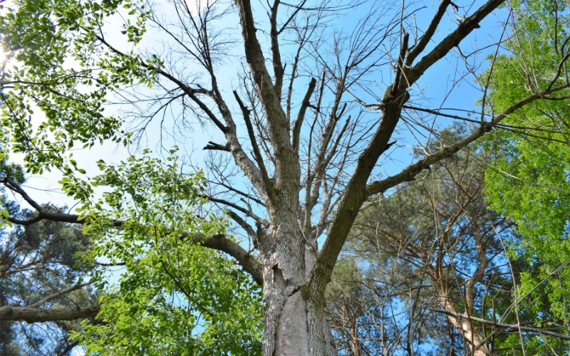 A dead ash tree with bare branches showing advanced EAB damage and structural failure typical of storm-stressed trees.