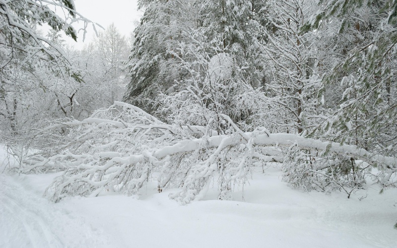 Fallen trees and broken branches scattered across a snow-covered forest floor after a winter storm.