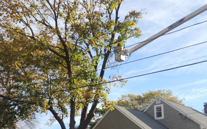 An arborist works from an aerial bucket truck to prune a large maple tree with fall foliage near power lines and a home.