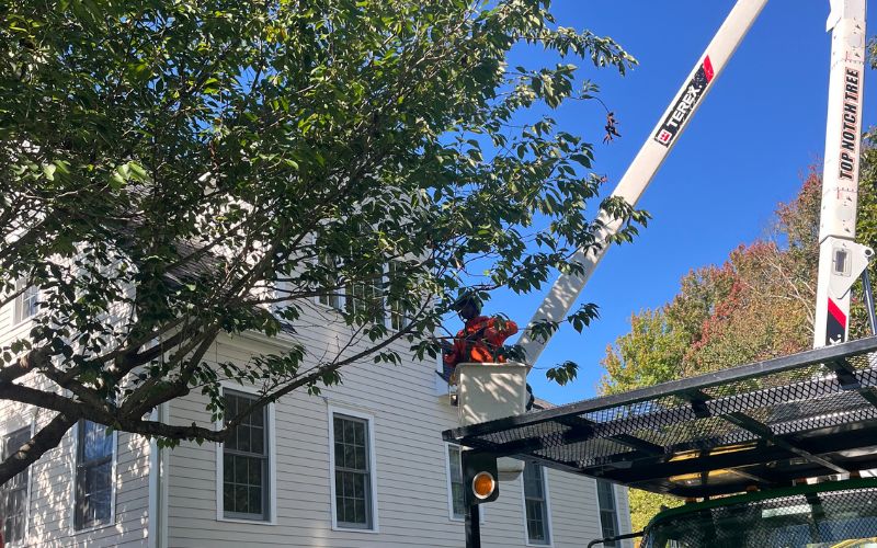 An arborist in an aerial bucket operates a chainsaw to prune branches from a mature tree near a white colonial-style home, with Top Notch Tree's green truck and equipment visible below.