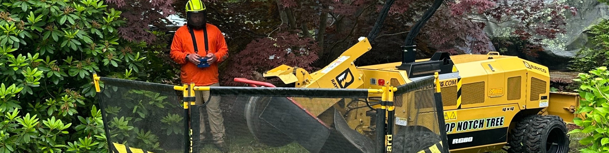 A Top Notch Tree professional in proper safety gear stands at a safe distance as a stump grinder operates near a large Chinese maple tree in the South Shore, with a shield protecting homes and landscaping from flying wood chips.