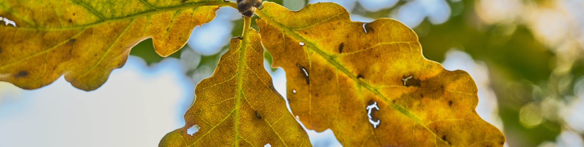 Oak leaves that are affected by drought in Marshfield, MA.