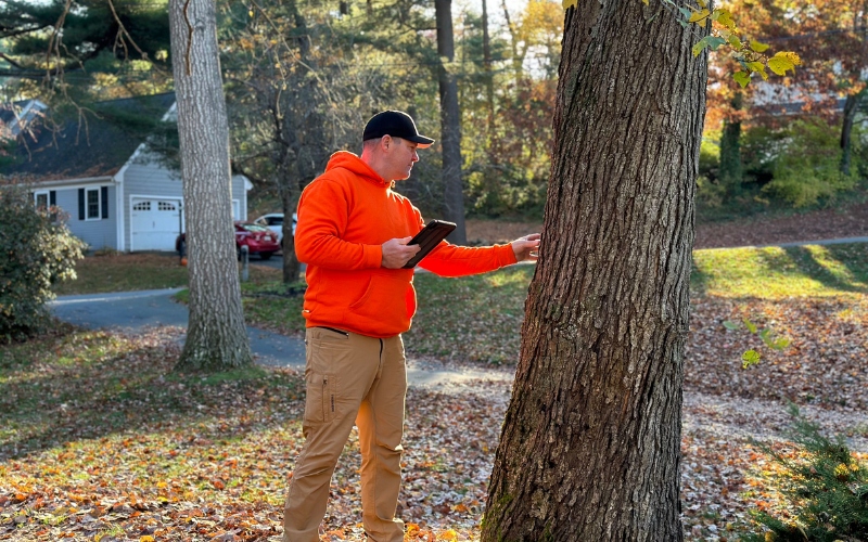 ISA Certified Arborist Jeff Van Meter conducting a professional tree assessment and risk evaluation in a residential South Shore neighborhood.