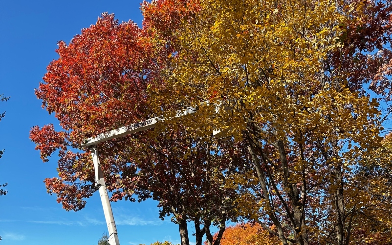 The Top Notch Tree crew using a bucket truck for safe tree pruning work near South Shore residential property with fall foliage.