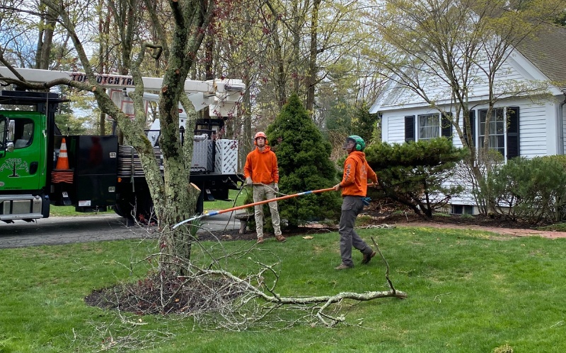 The Top Notch Tree ground crew cleaning up pruned branches after storm prevention trimming in residential yard.