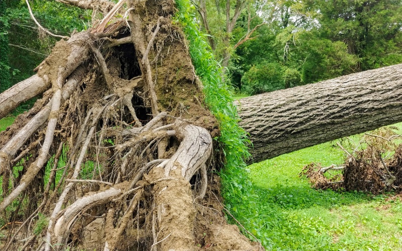 A large uprooted tree with exposed root system after storm damage in Massachusetts.