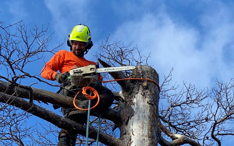 A member of the Top Notch Tree team removing a tree killed by drought in Scituate, MA.