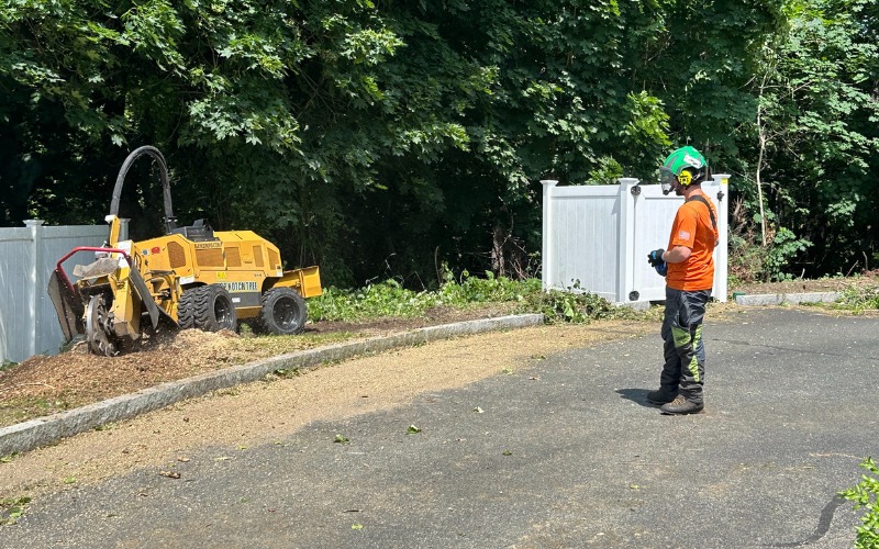 A Top Notch Tree professional, wearing proper safety gear while operating a stump grinder near a white fence in a residential neighborhood in Cohasset, MA.