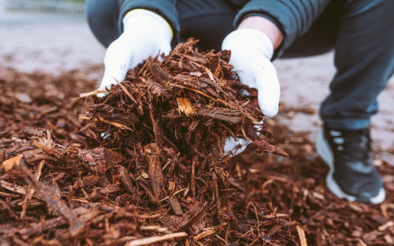 A homeowner working with organic mulch in Hingham, MA.