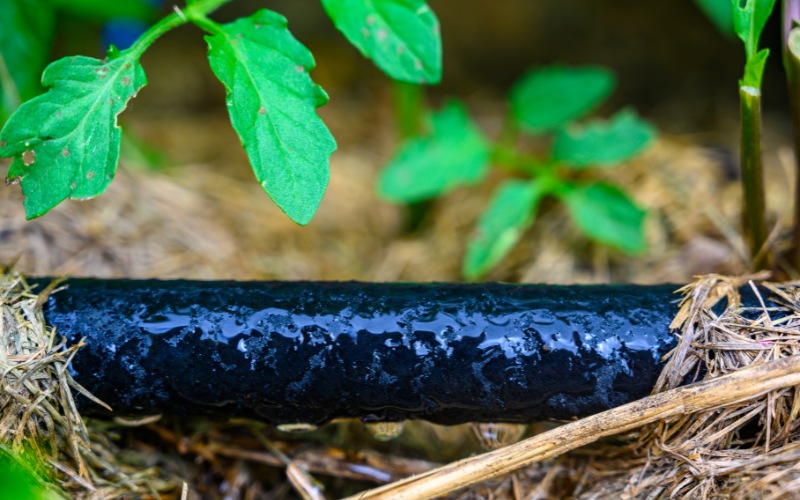 A soaker hose providing water to plants during a drought in Cohasset, MA.