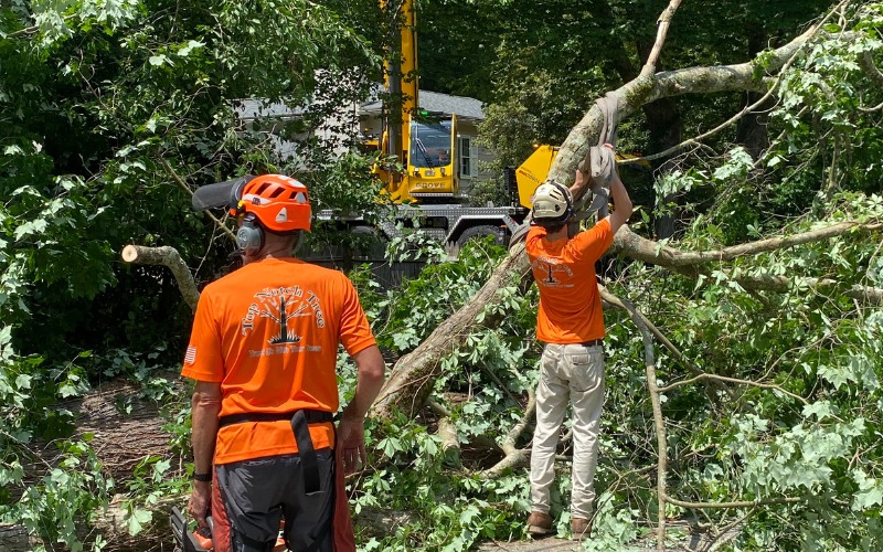 Two Top Notch Tree professionals work together to clear a fallen tree blocking a road, using safety gear and equipment to remove debris and restore access.