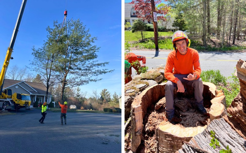 A crane lifts a large evergreen tree cleanly away from a home while two Top Notch Tree crew members in helmets and high-visibility clothing guide the pick from the ground, and a second photo shows a team member smiling while seated inside the hollow trunk of a massive removed tree.