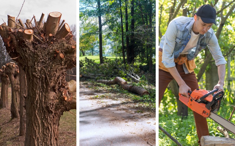 A severely topped tree with flat-cut stubs stands in a row of similarly topped trees, storm-damaged logs and broken limbs lie across a driveway, and a man in a denim shirt and ball cap operates a chainsaw with no helmet, eye protection, or chainsaw chaps.