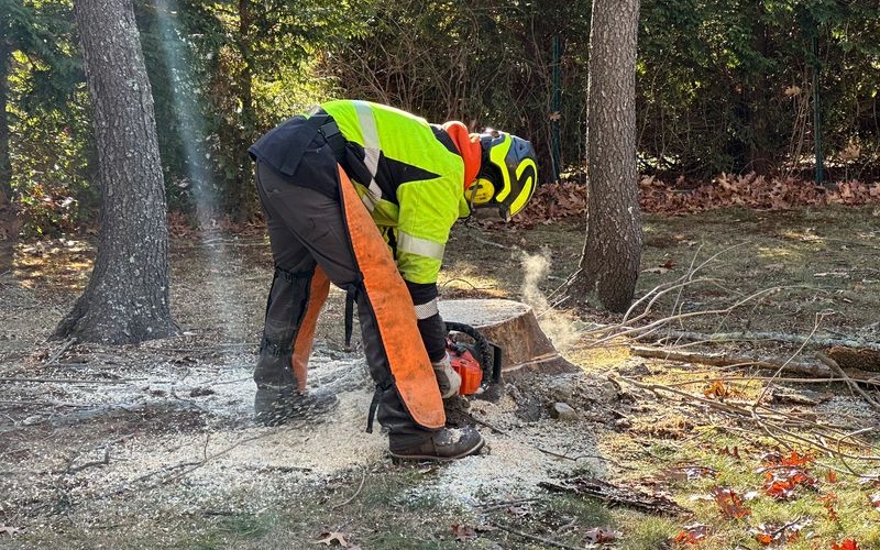 An arborist in safety gear uses a chainsaw to cut through a tree stump at ground level, with wood chips flying and debris scattered on the ground around the work area.