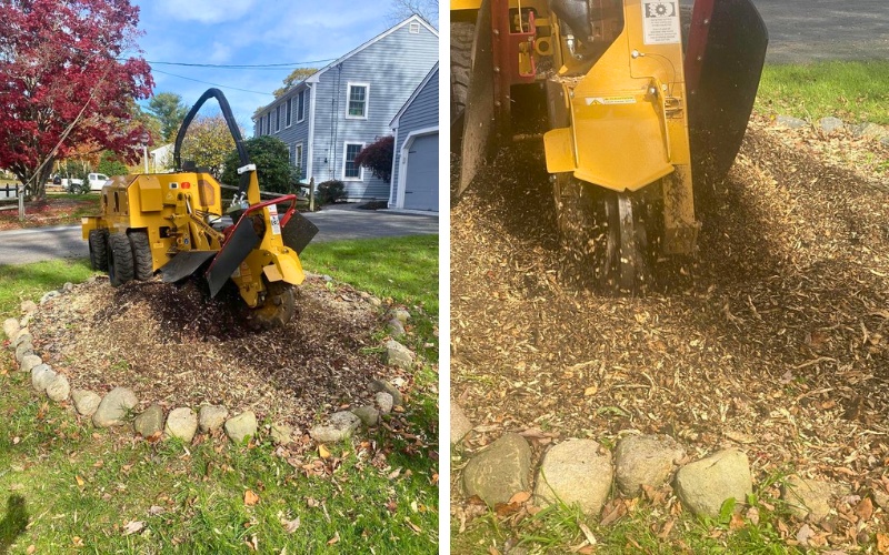 A yellow stump grinder machine positioned next to a residential home, with a split-screen close-up showing the grinding wheel actively chewing through wood and creating a pile of fresh wood chips.