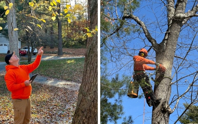 Two photos side by side showing a Top Notch Tree arborist in high-visibility orange inspecting a tree from the ground with a tablet, and a climber in full safety gear working high in a tree canopy.