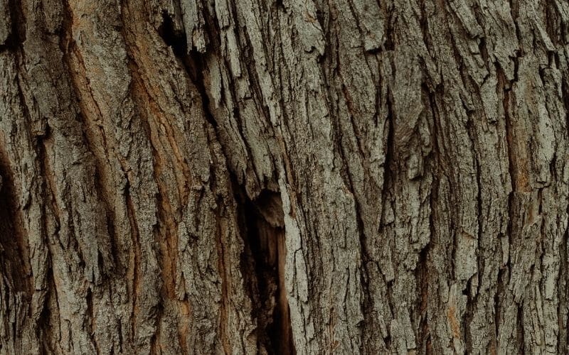 Close-up view of a mature tree trunk showing deeply furrowed, weathered bark with shadowed crevices running vertically.