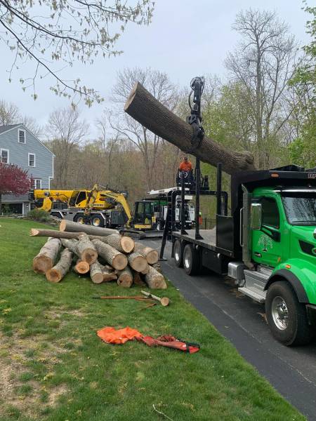 Top Notch Tree's heavy equipment lifting sections of cut trees.