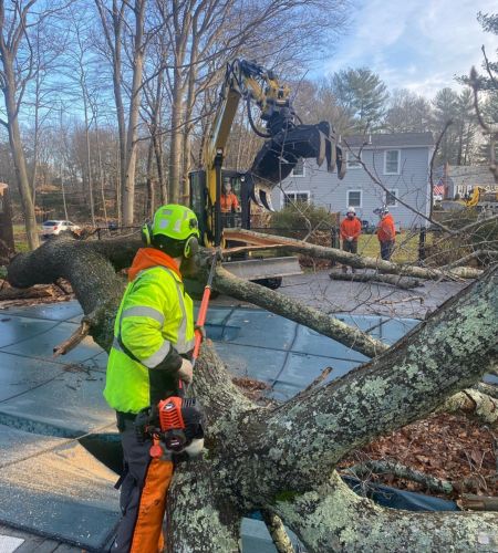 Top Notch Tree arborists working together to help clear a tree that has been newly felled.