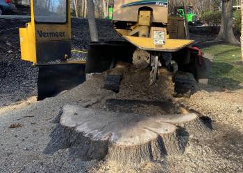 TNT-website-home-section-stump-grinding