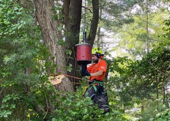 TNT-website-home-section-tree-removal