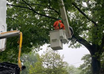 Top Notch Tree arborist on a white bucket truck raised above ground to a nearby tree branch for pruning.