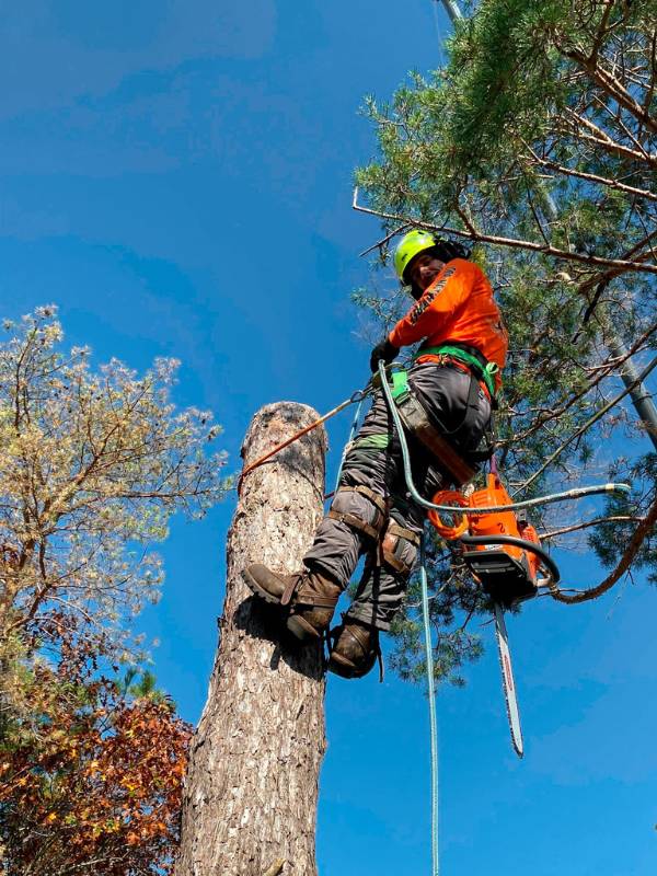 TNT-website-removal-section-arborist-tree-removal