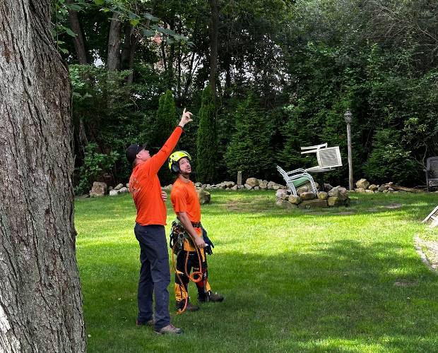 Two Top Notch Tree arborists assessing before performing any action for tree removal.