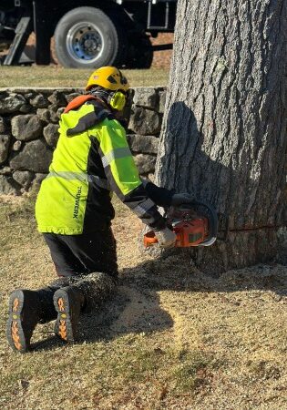 TNT-LSP-section-guy=tree-chainsaw