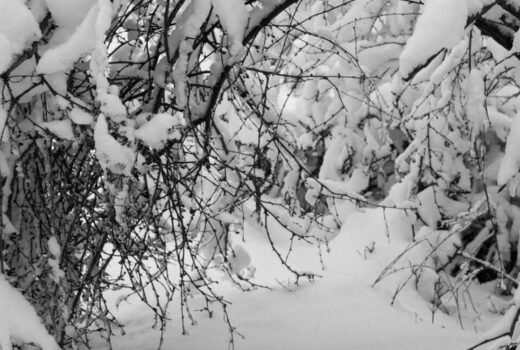 Heavy snow weight sags branches of a leafless tree in completely white, snow covered yard.