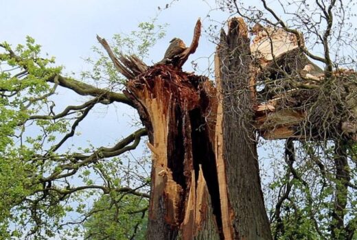 This broken oak in a green grassy field may have been saved with a tree risk assessment.